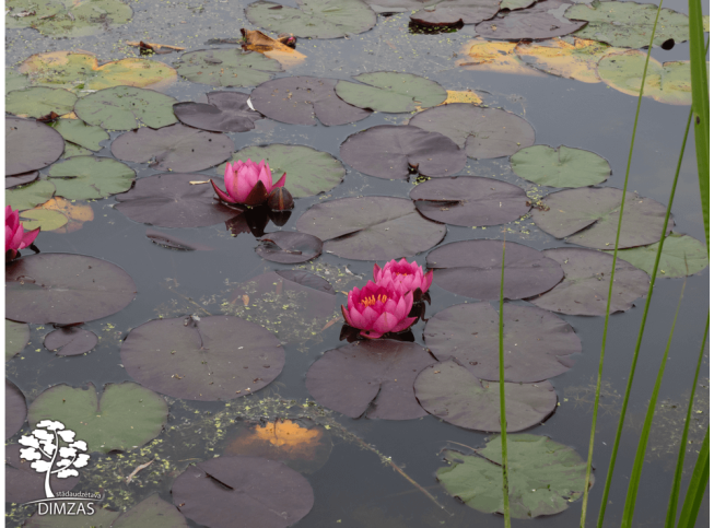 Nymphaea   'James Brydon'